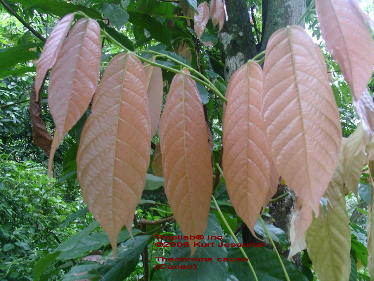 Theobroma cacao young leaves