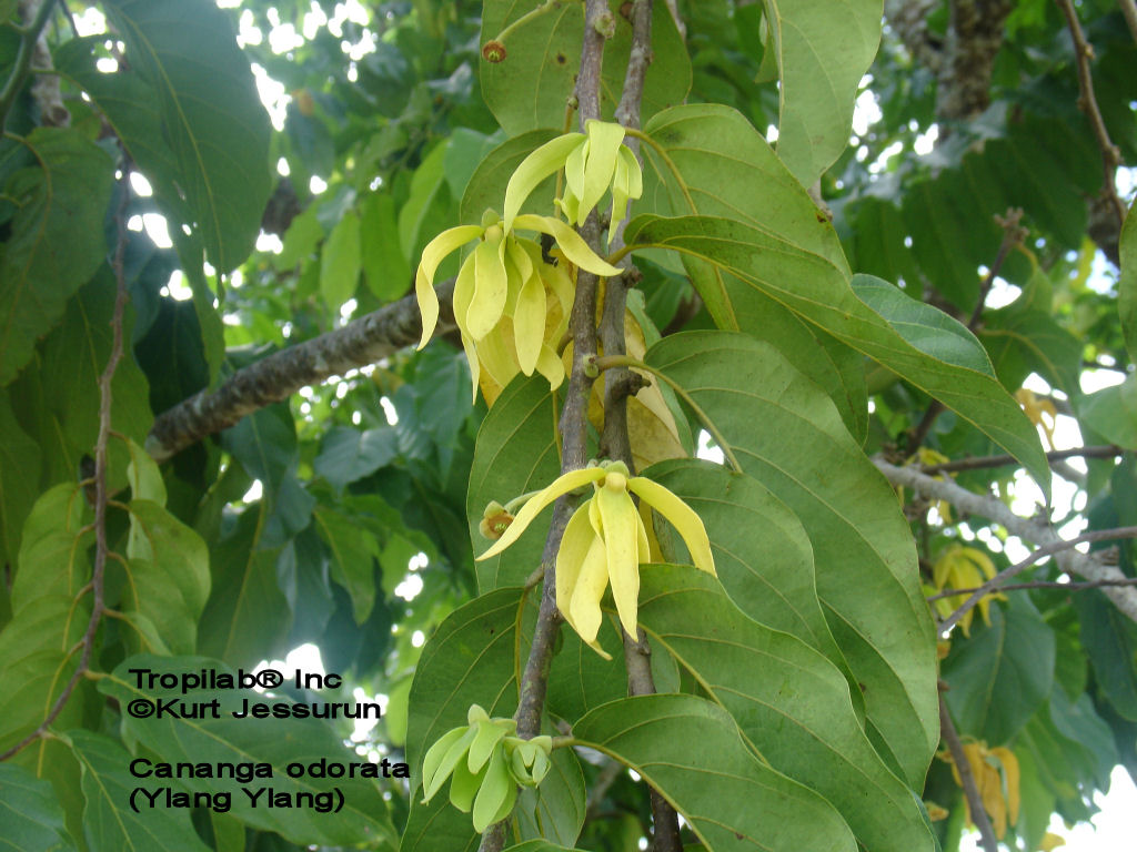 Cananga odorata flower 