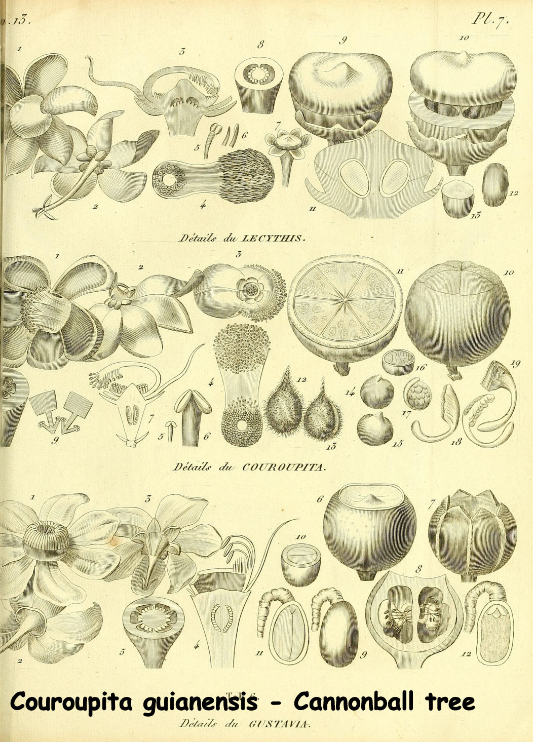 Couroupita guianensis- Cannonball tree 