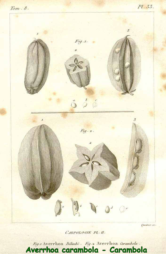 Averrhoa carambola - Carambola