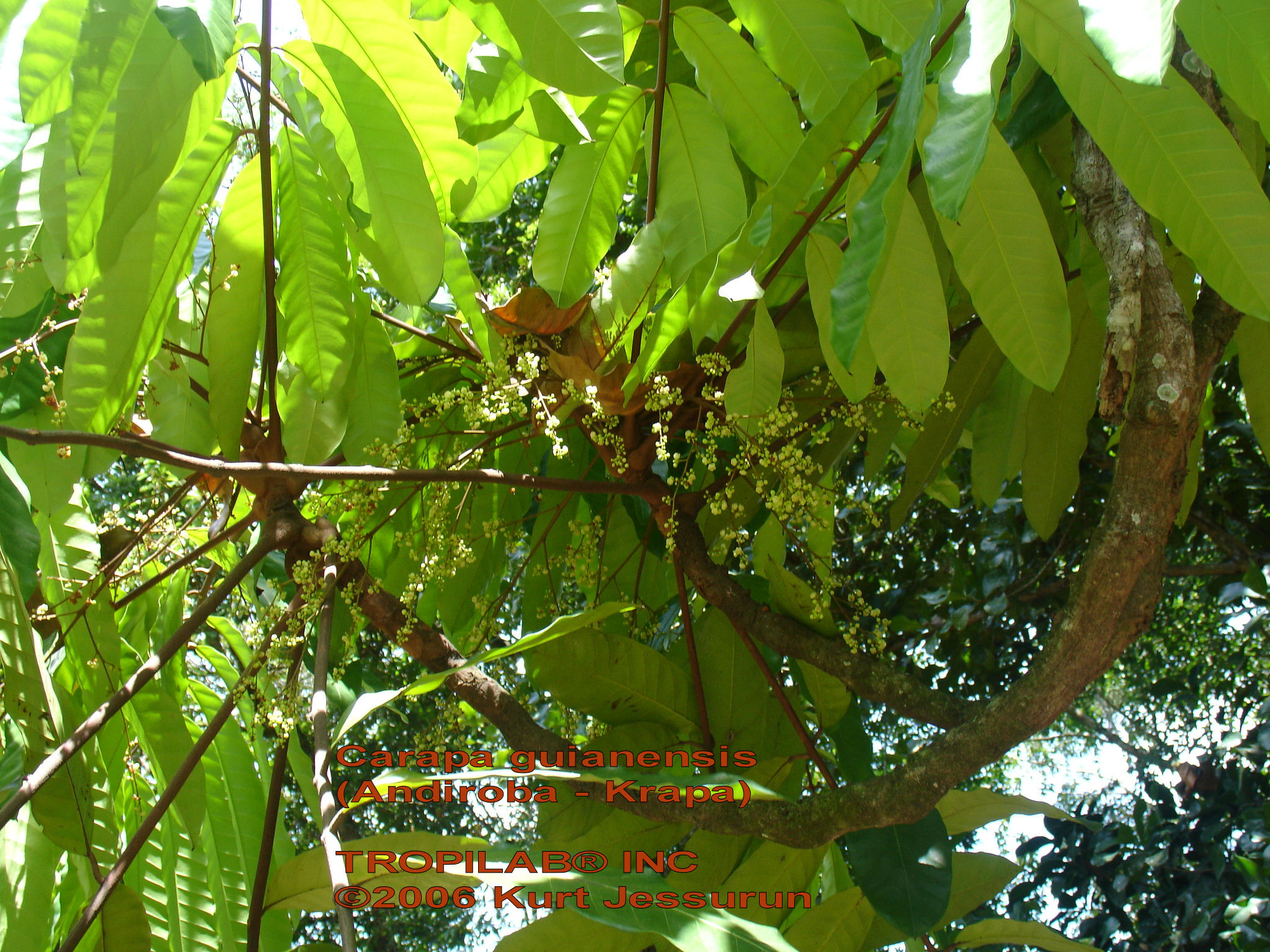 Carapa guianensis flowers