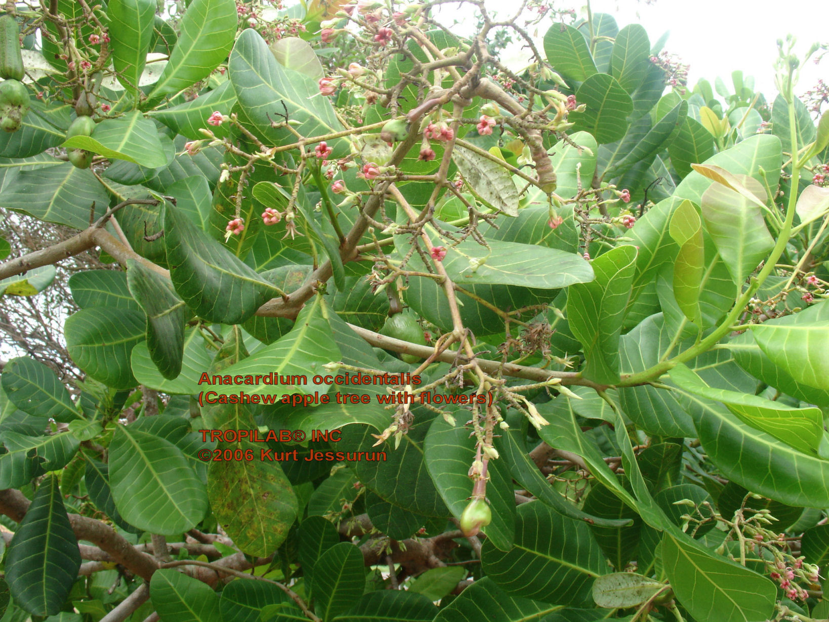 Anacardium occidentale - Cashew apple