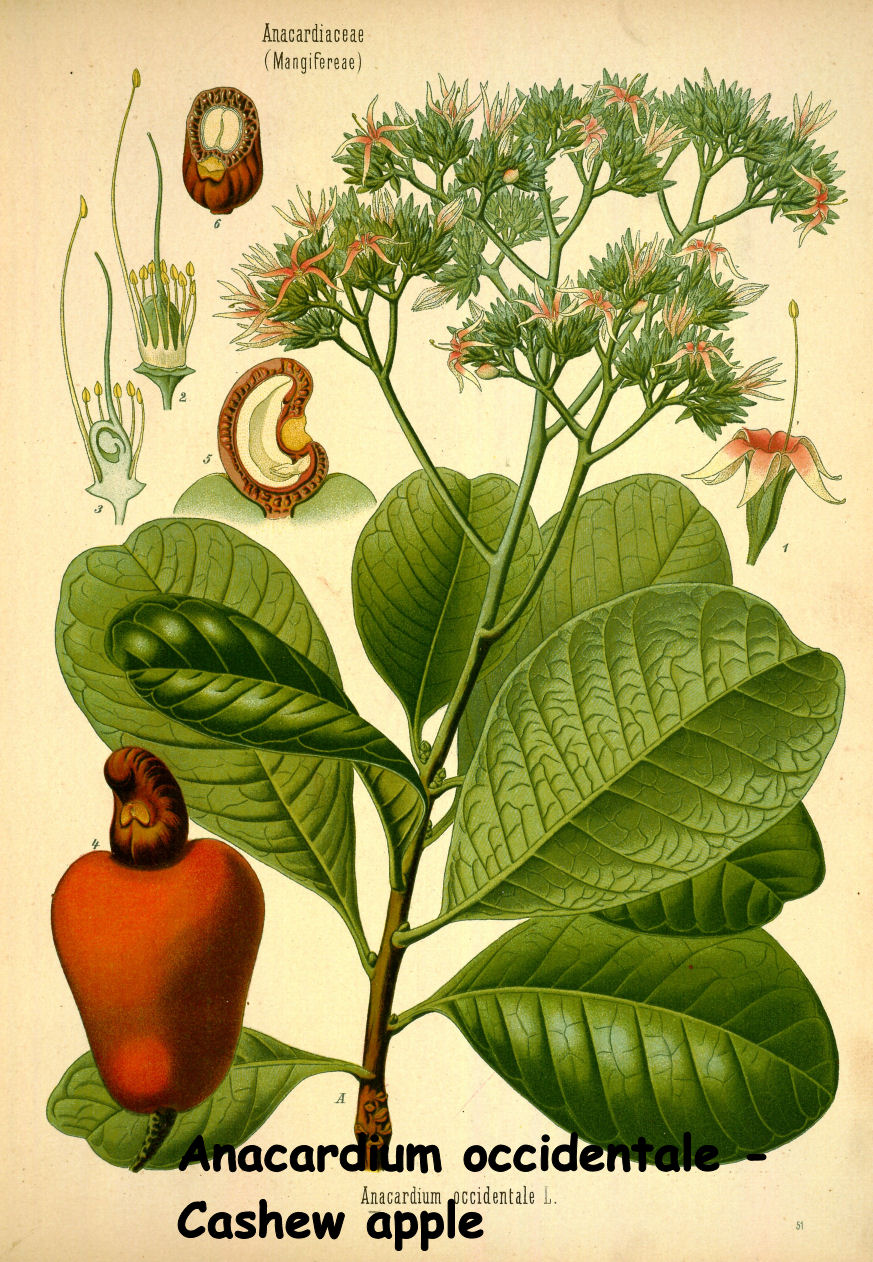 Anacardium occidentale - Cashew apple