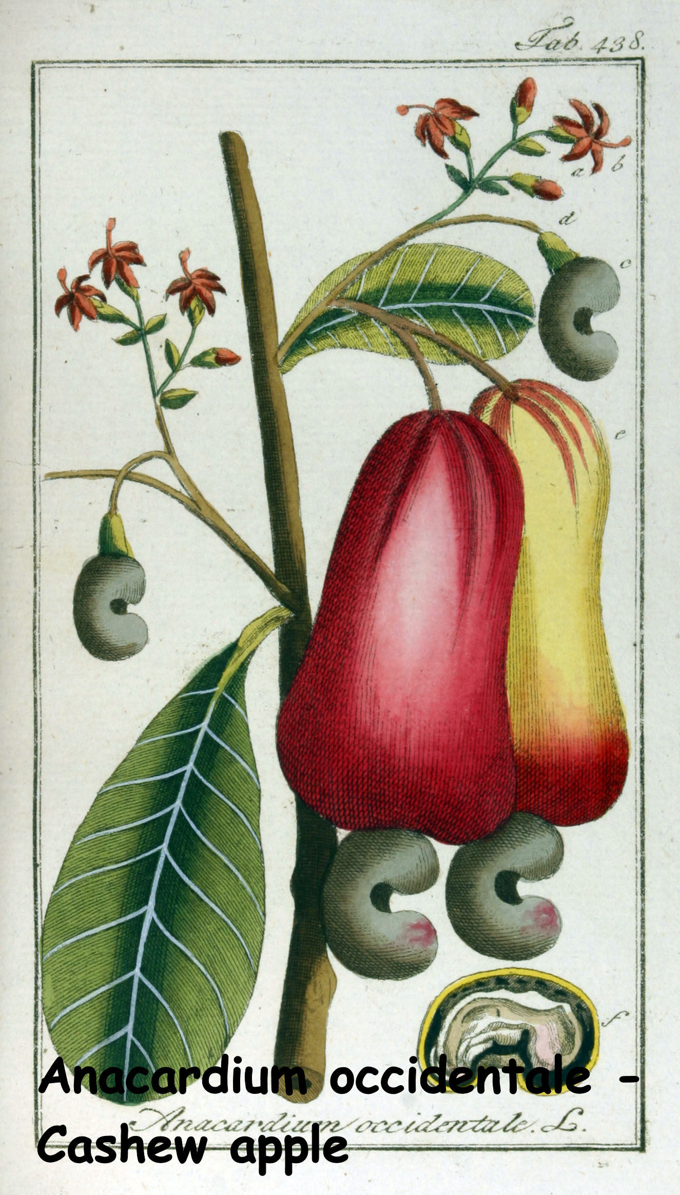 Anacardium occidentale - Cashew apple