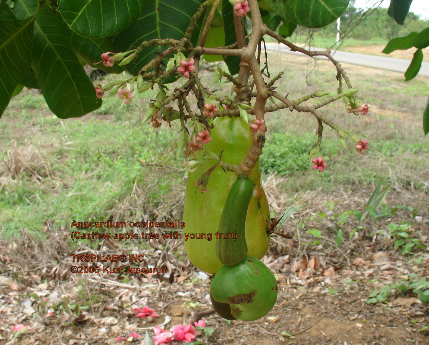 Anacardium occidentale - Cashew apple