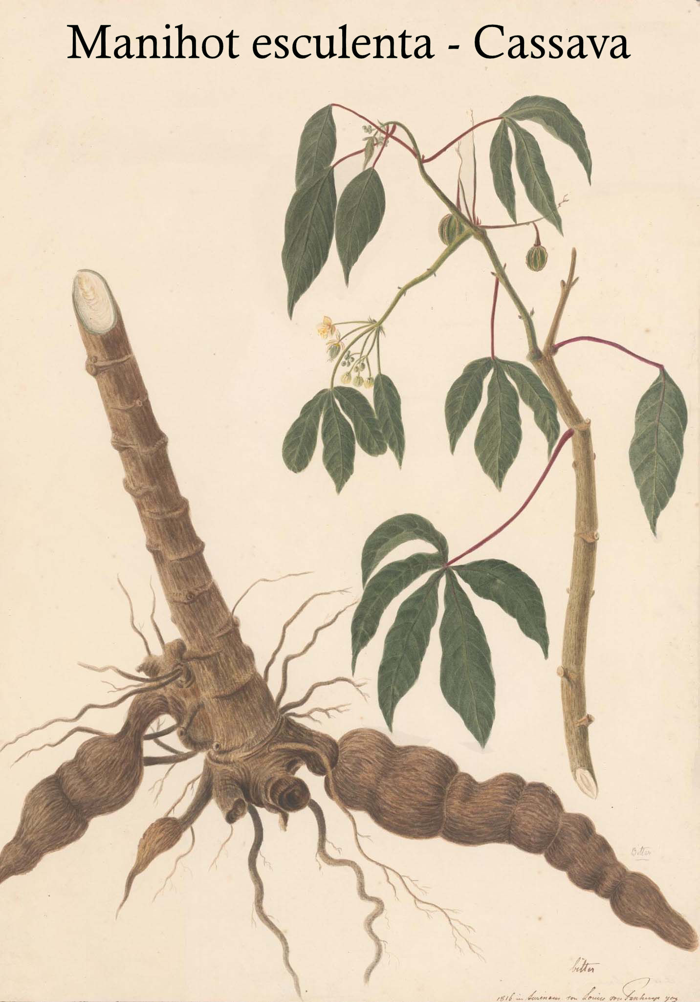 Manihot esculenta - Cassava