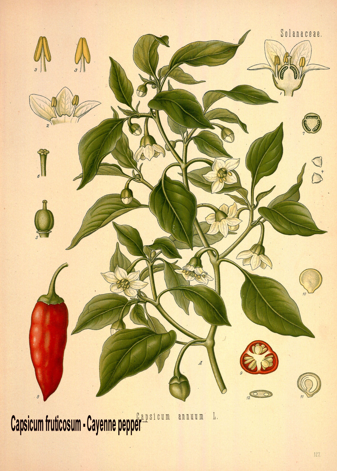 Capsicum fruticosum - Cayenne pepper