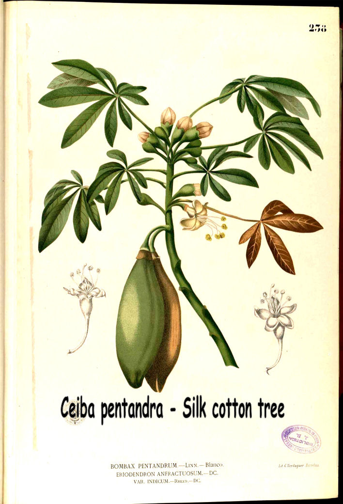 Ceiba pentandra - Kapok tree