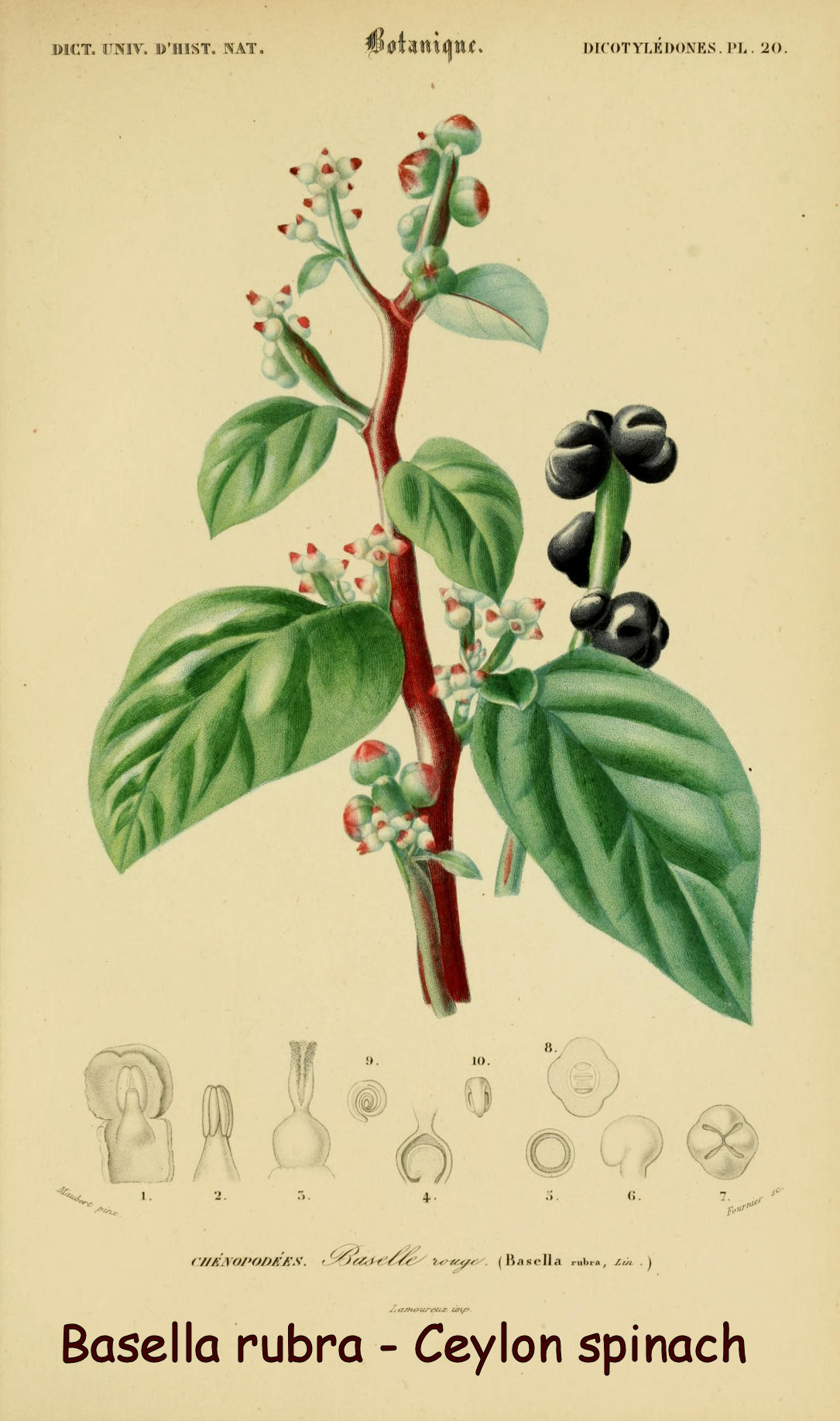 Basella alba - ceylon spinach