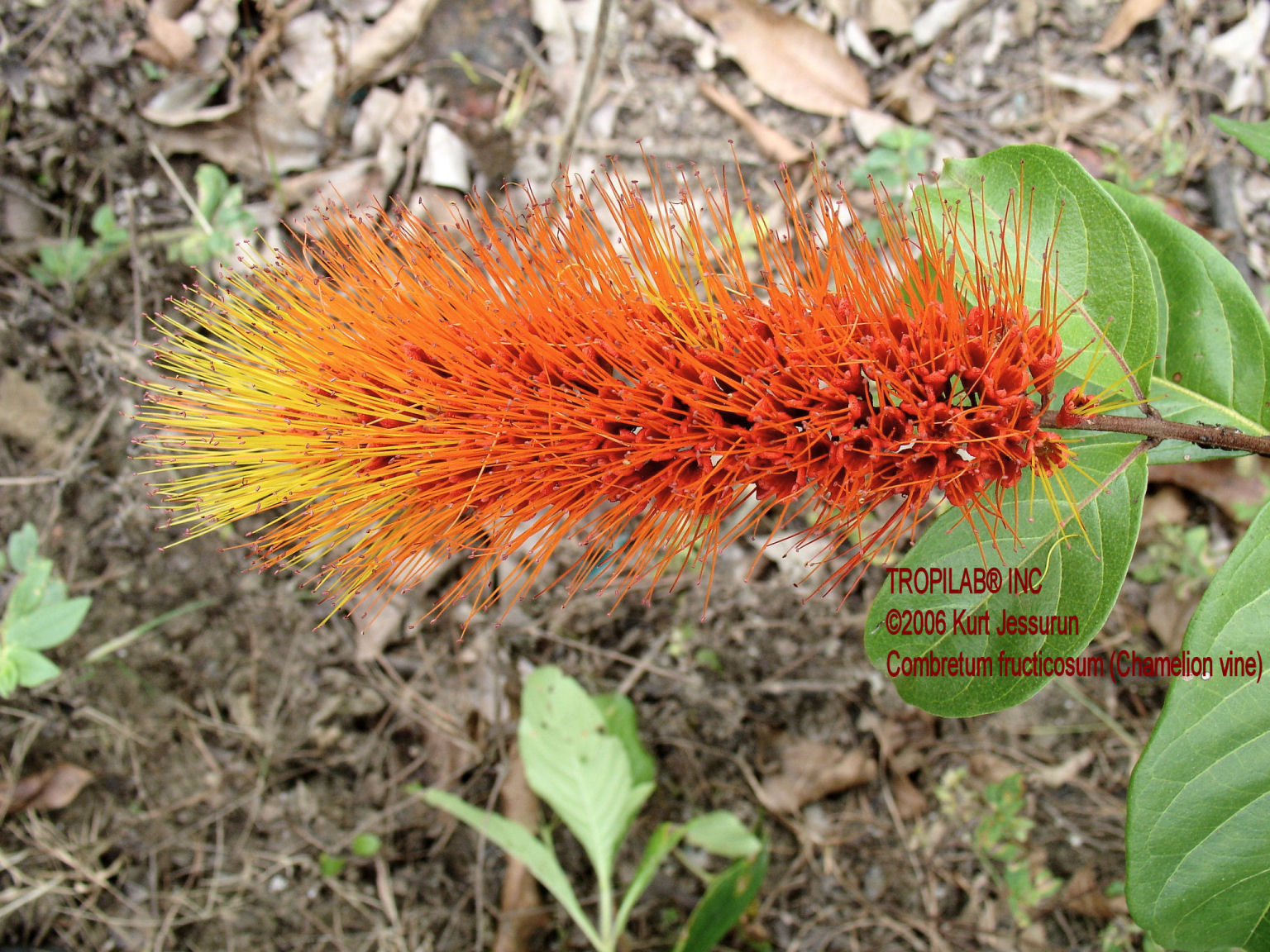 Combretum fruticosum flower