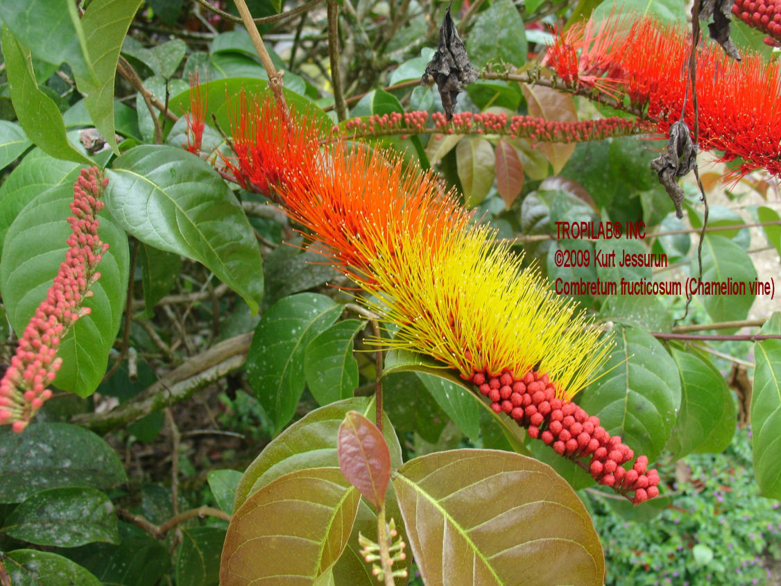 Combretum fruticosum flower