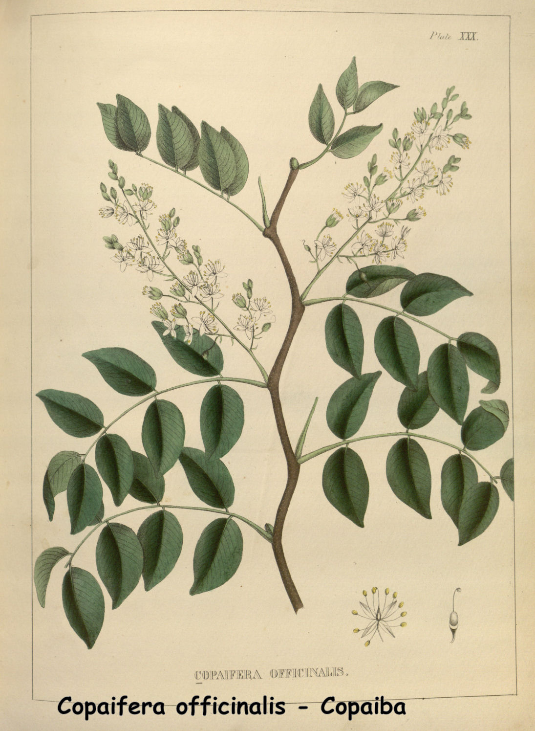 Copaifera officinalis - Copaiba 