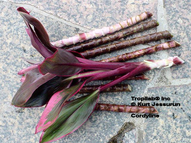 Cordyline terminalis