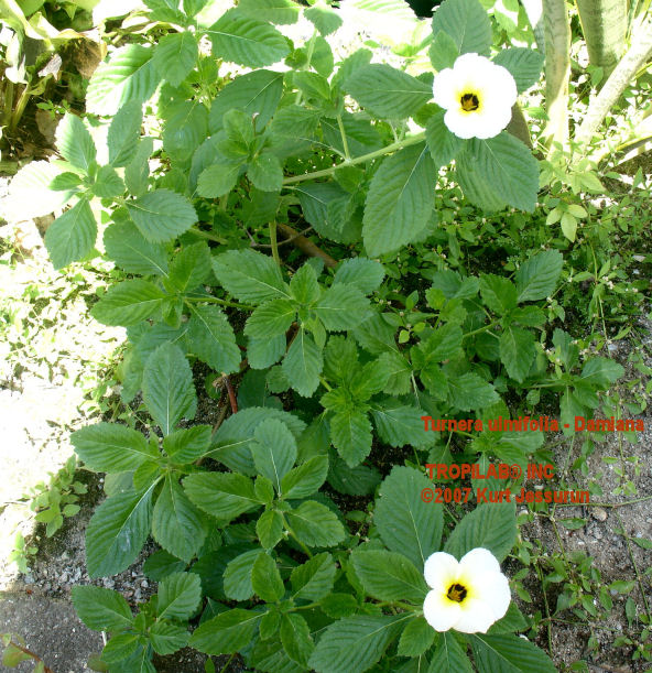 Turnera ulmifolia - Damiana