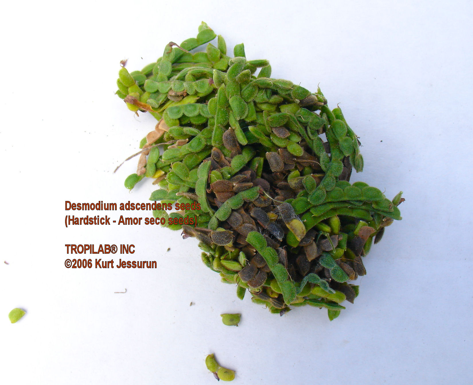 Desmodium adscendens - Amor seco seeds