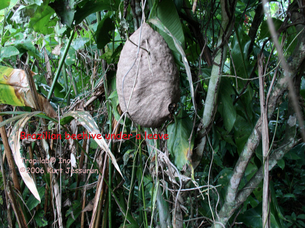 Brazilian beehive under a leaf