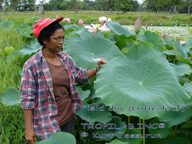 Lotus leaf