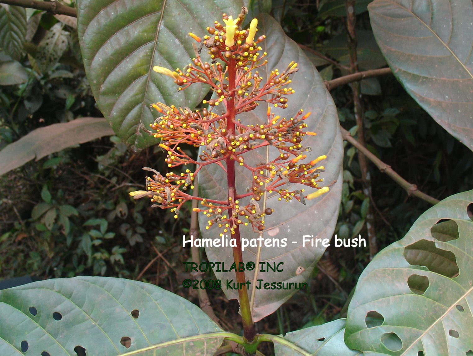 Hamelia patens - Fire bush