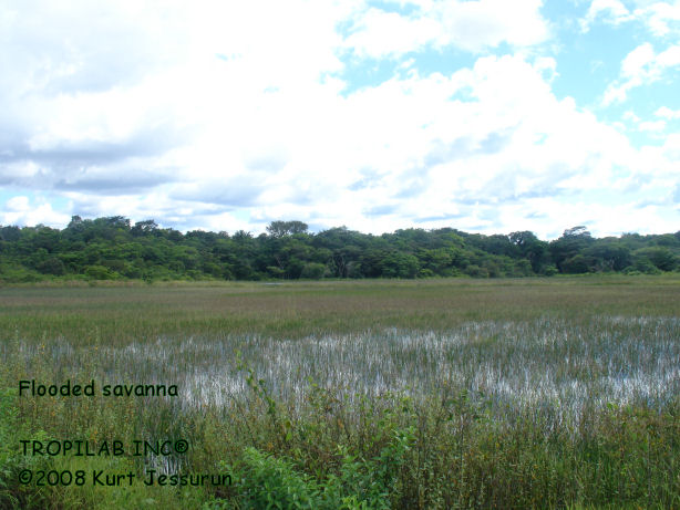 Flooded savanna