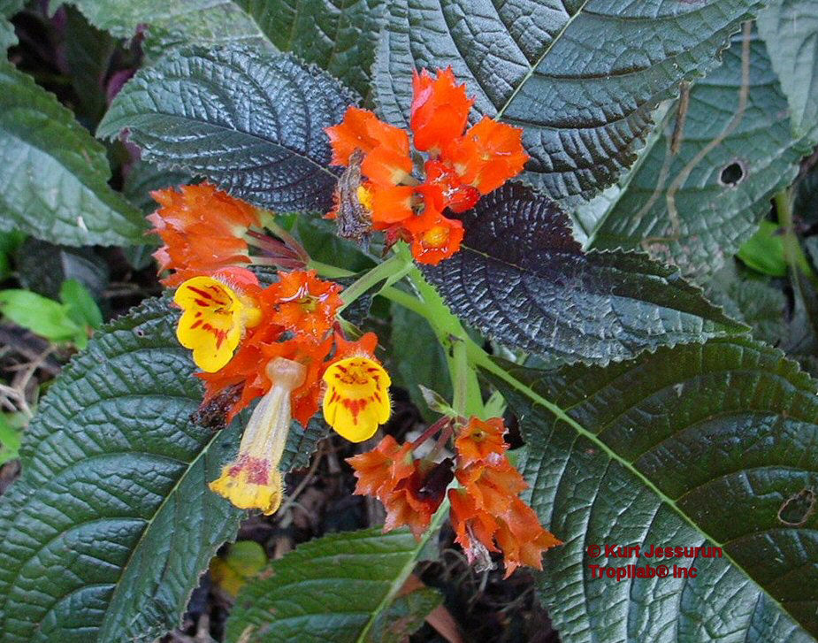 Ground flowers 