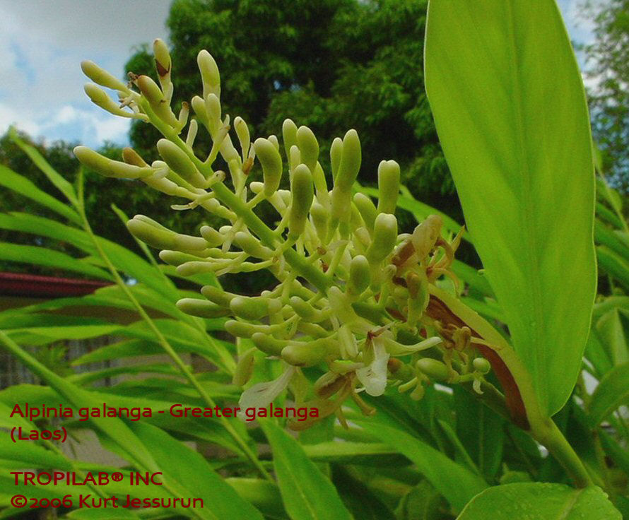 Alpinia galanga (Greater galanga) flower