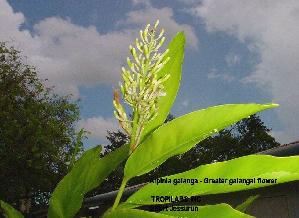 Alpinia galanga - Greater galangal