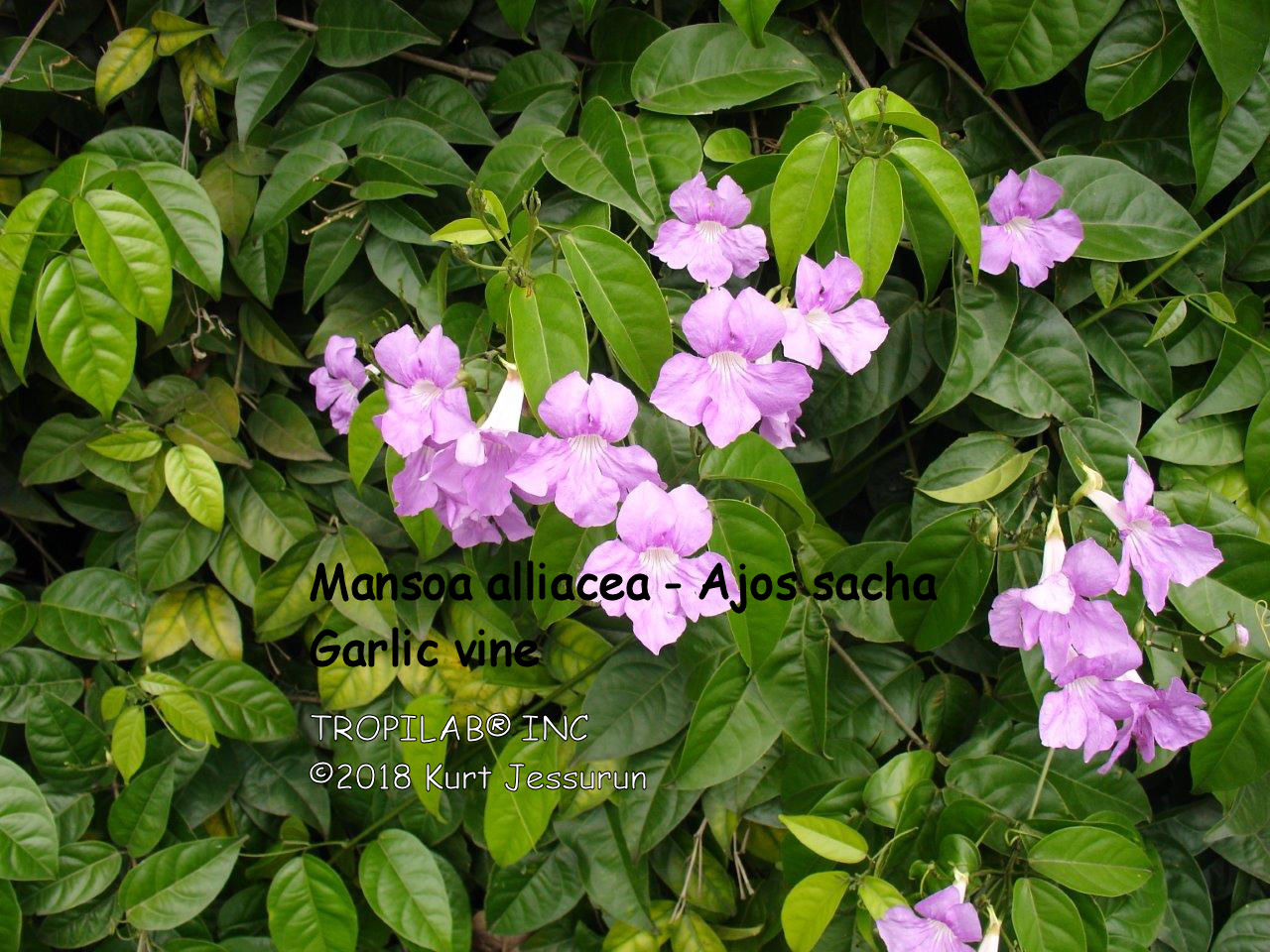 Mansoa alliacea - Ajos sacha