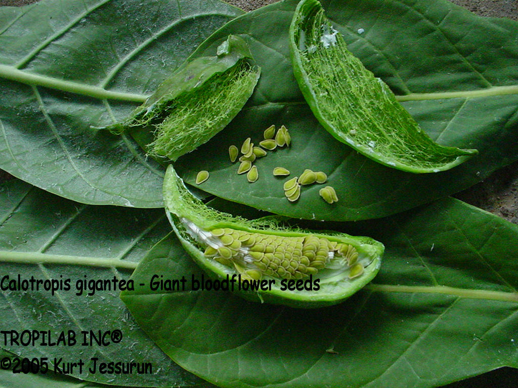 Calotropis gigantea - Giant bloodflower seeds