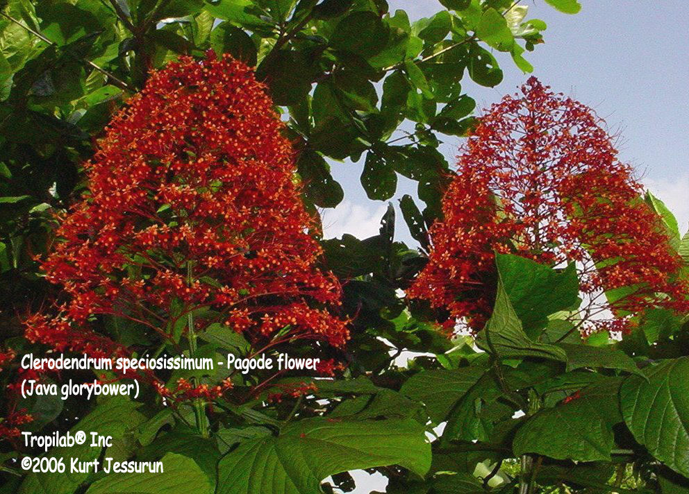 Clerodendron speciossimum (Glorybower)