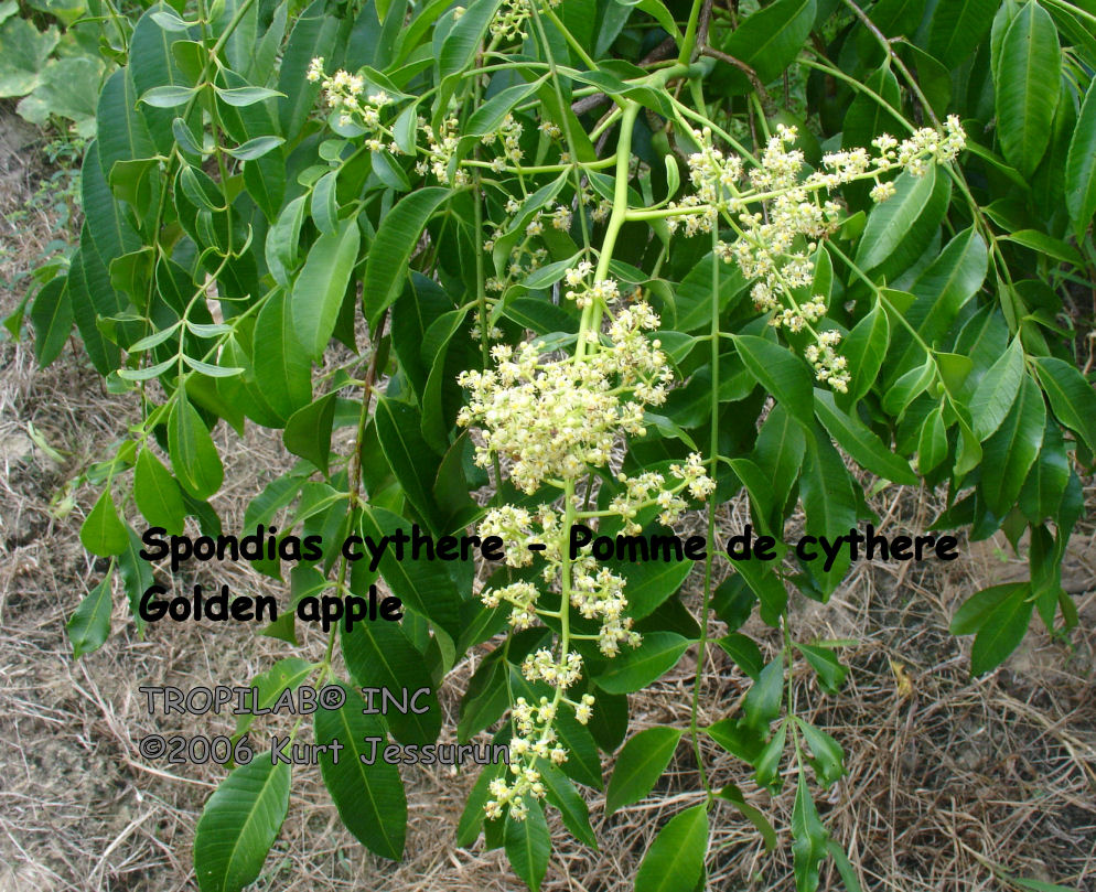 Spondias cythere - Golden apple flowers