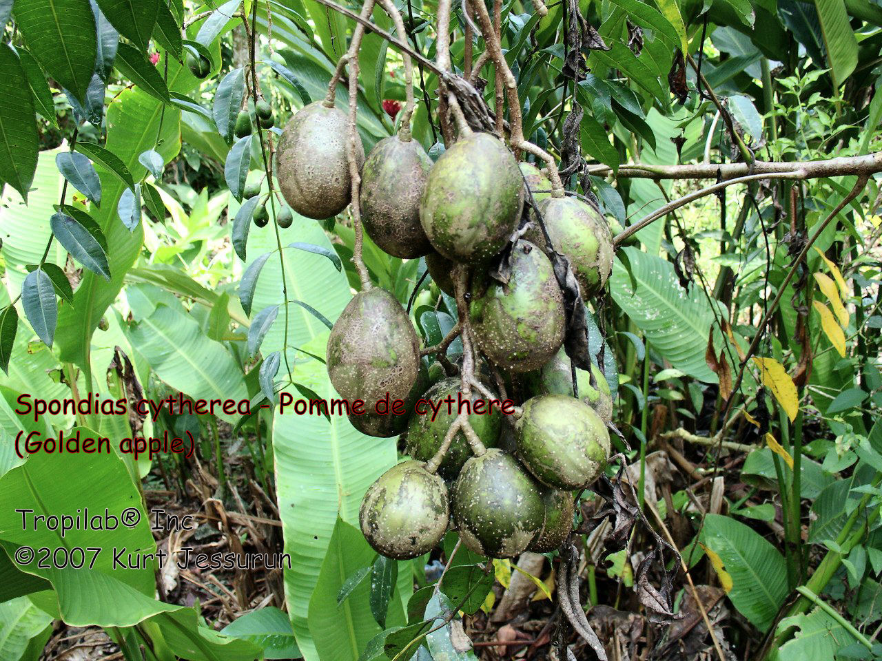 Spondias cytherea - Pomme de cythere 