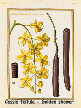 Cassia fistula - Golden shower