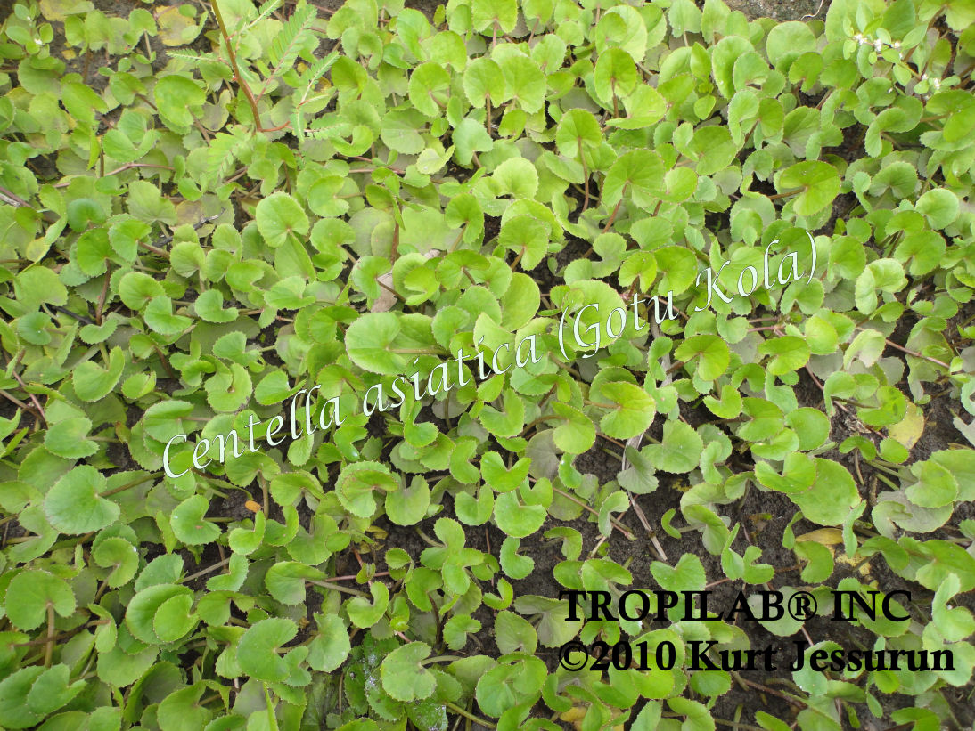 Centella asiatica (Gotu Kola) - TROPILAB