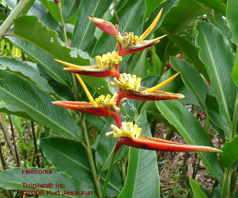 Heliconia