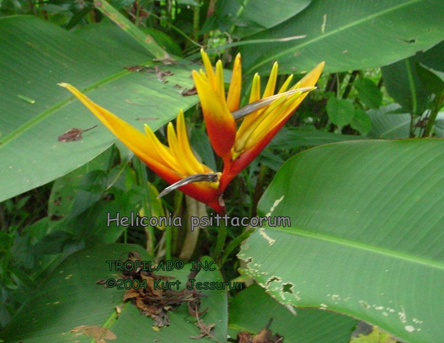 Heliconia psittacorum