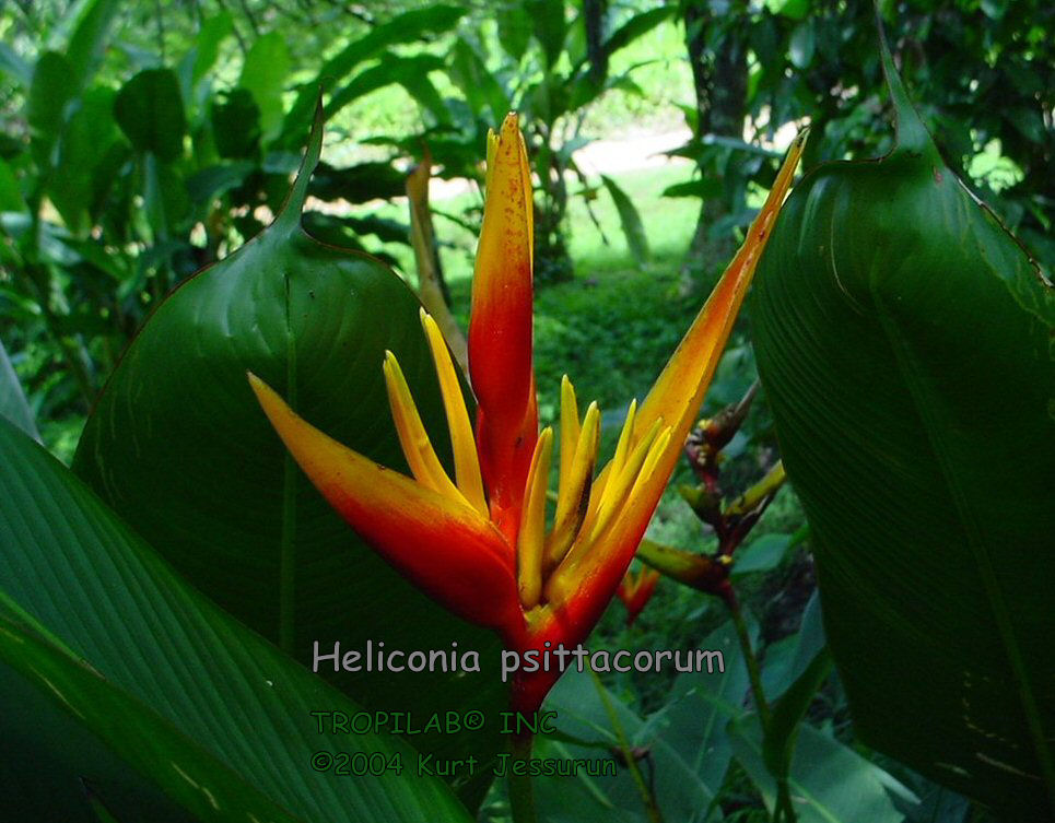 Heliconia psittacorum