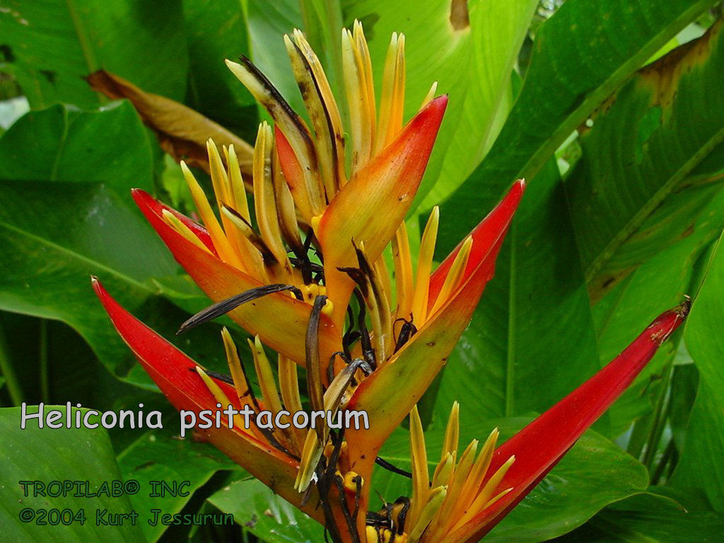 Heliconia psittacorum