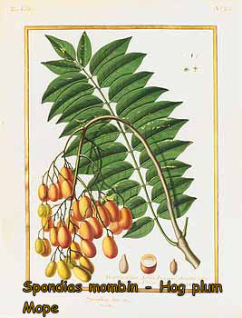 Spondias mombin- Hog plum (Mope)