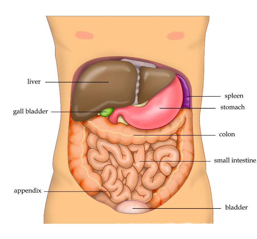 Organs in the human body