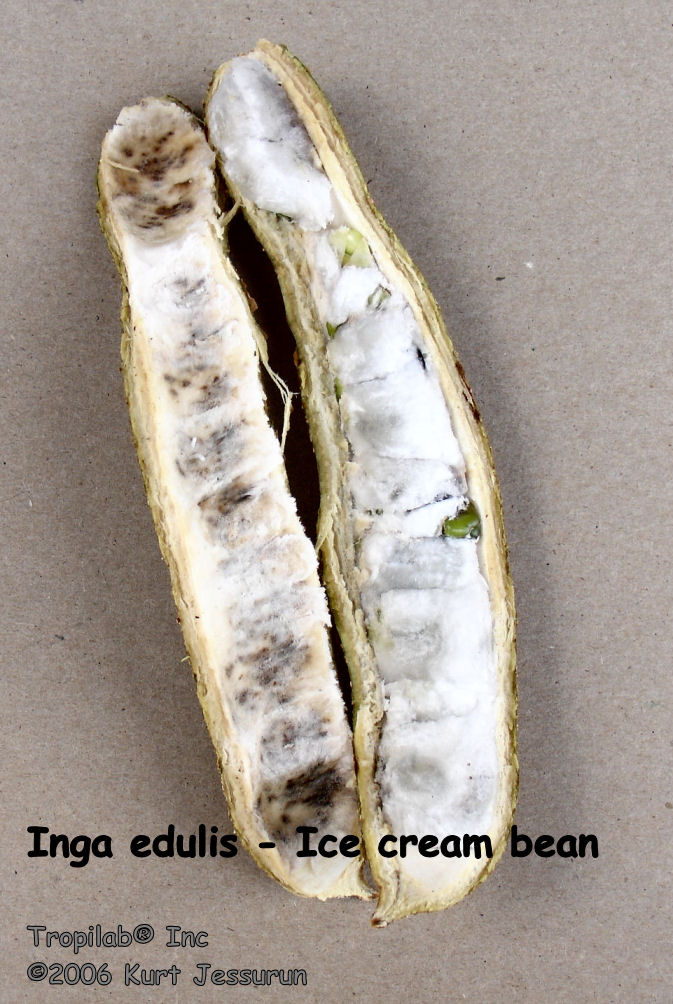 Inga edulis - Ice cream bean