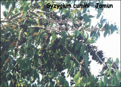 Syzygium cumini - Jamun