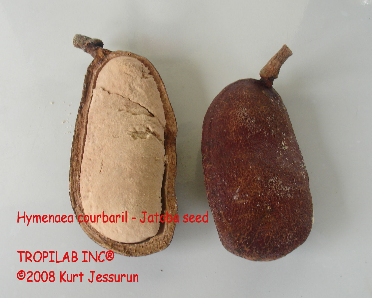 Hymenaea courbaril -jatoba seed