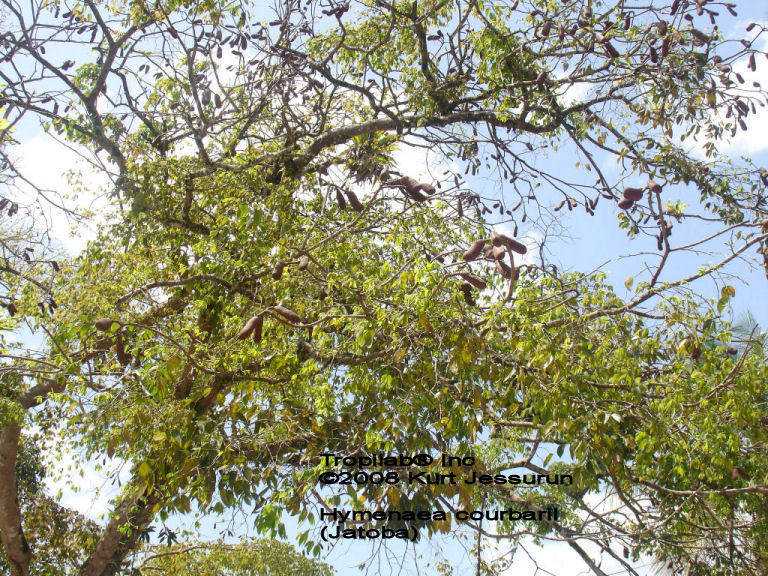 Hymenaea courbaril - Jatoba seedpods - TROPILAB