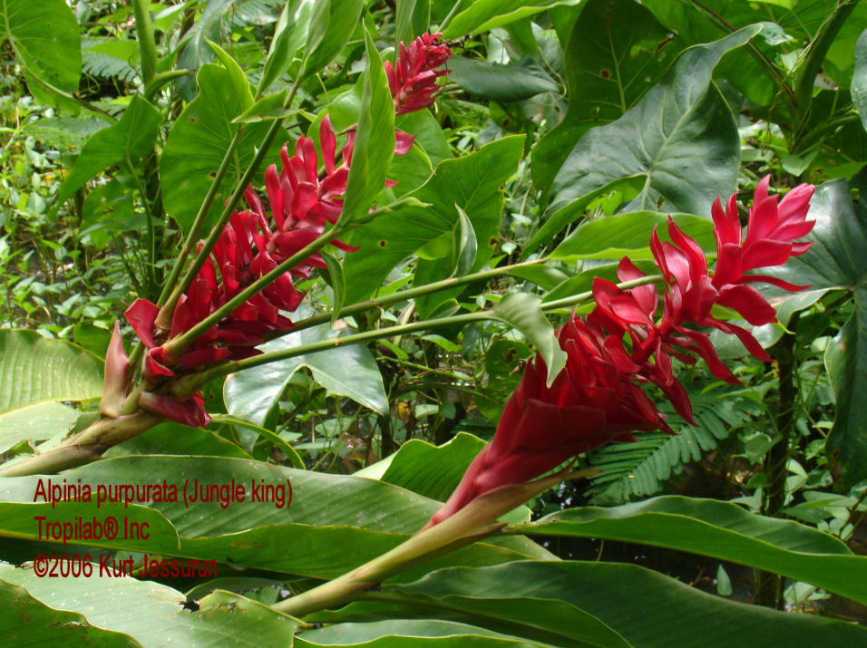 Alpinia purpurata 