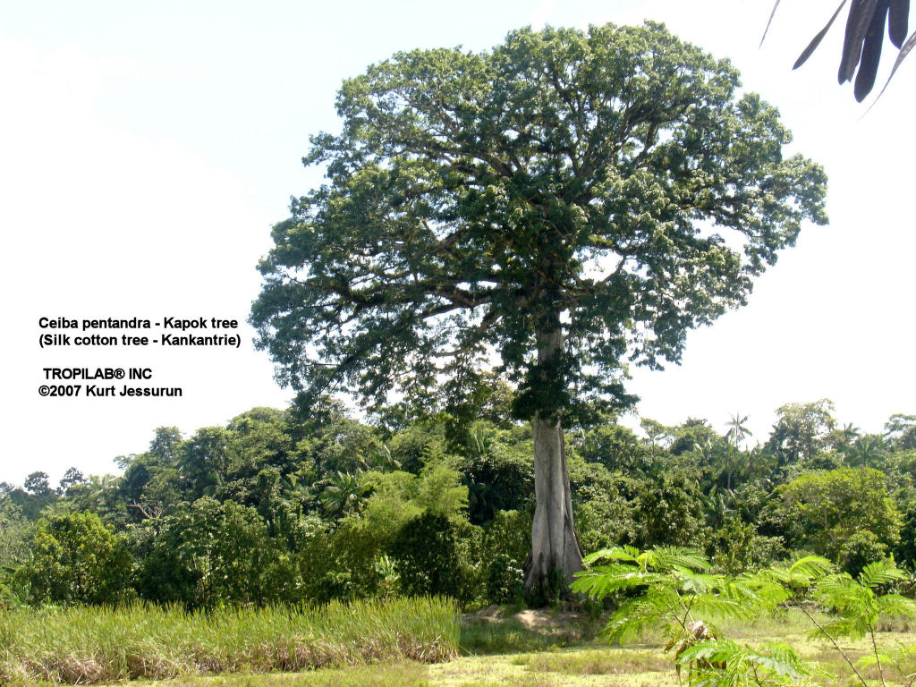 Ceiba pentandra - Kapok tree