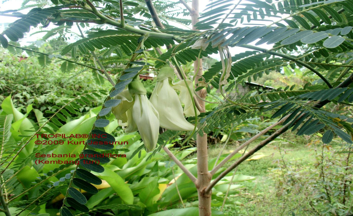 Kembang turi flowers