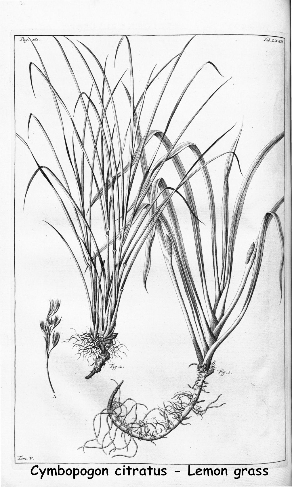 Cymbopogon citratus - Lemon grass