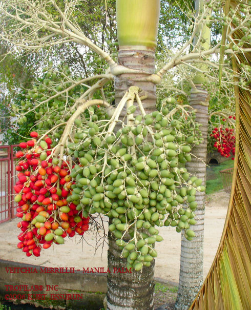 Veitchia merrillii - Manilapalm fruits