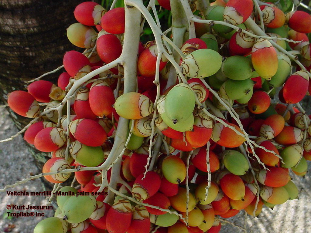 Veitchia merrillii - Manila palm seeds