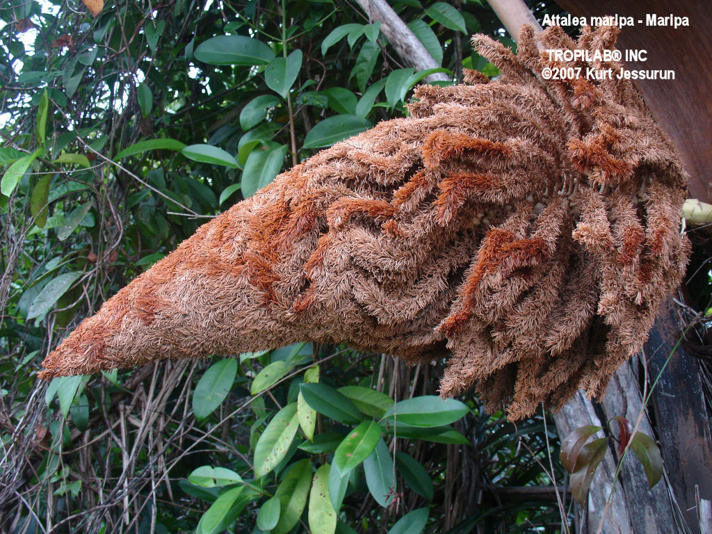 Maripa inflorescence - Attalea maripa